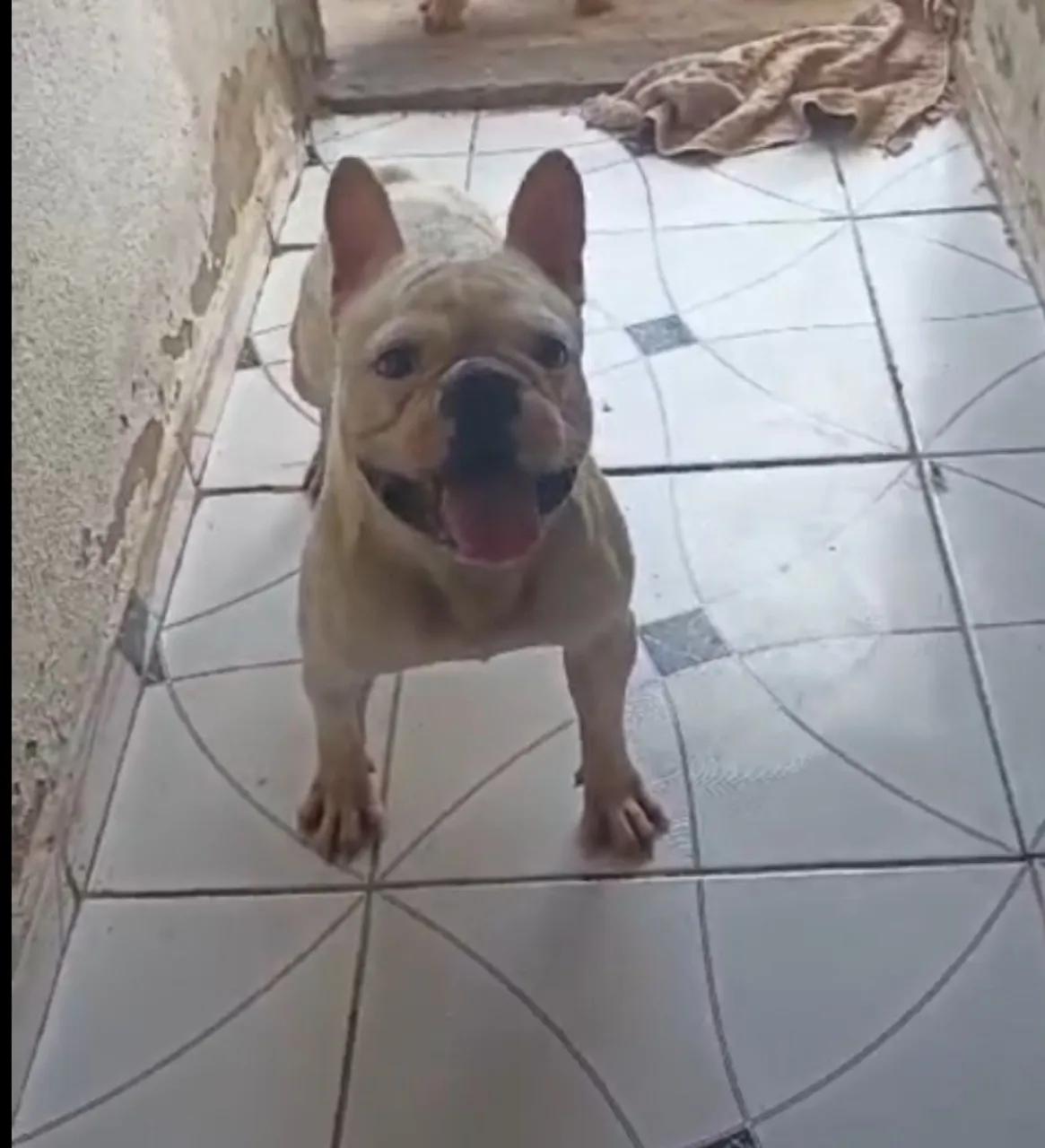 Bulldog Francês ( 2 anos manso ) 