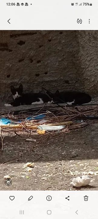 Doação Filhotes - Foto 4