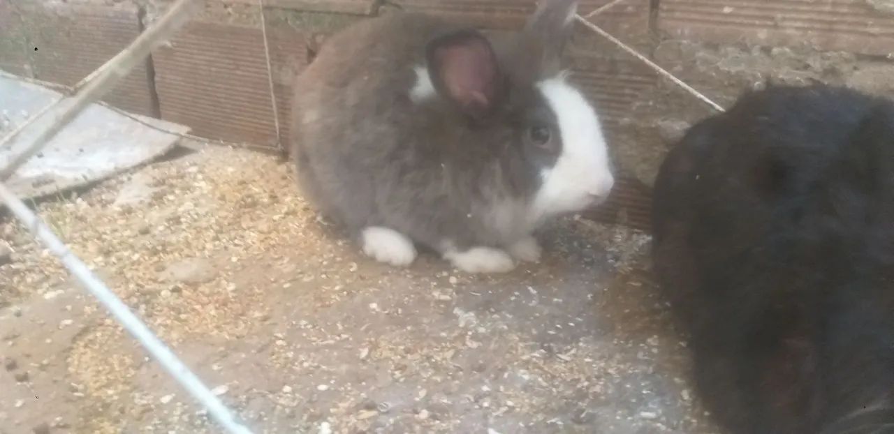 Vende-se um casal de coelhos reprodutor - Foto 5