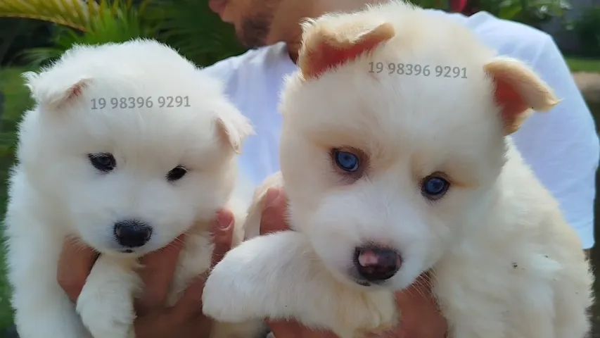 Filhotes de Pomsky com carinha de Lulu da Pomerânia disponiveis  - Foto 5