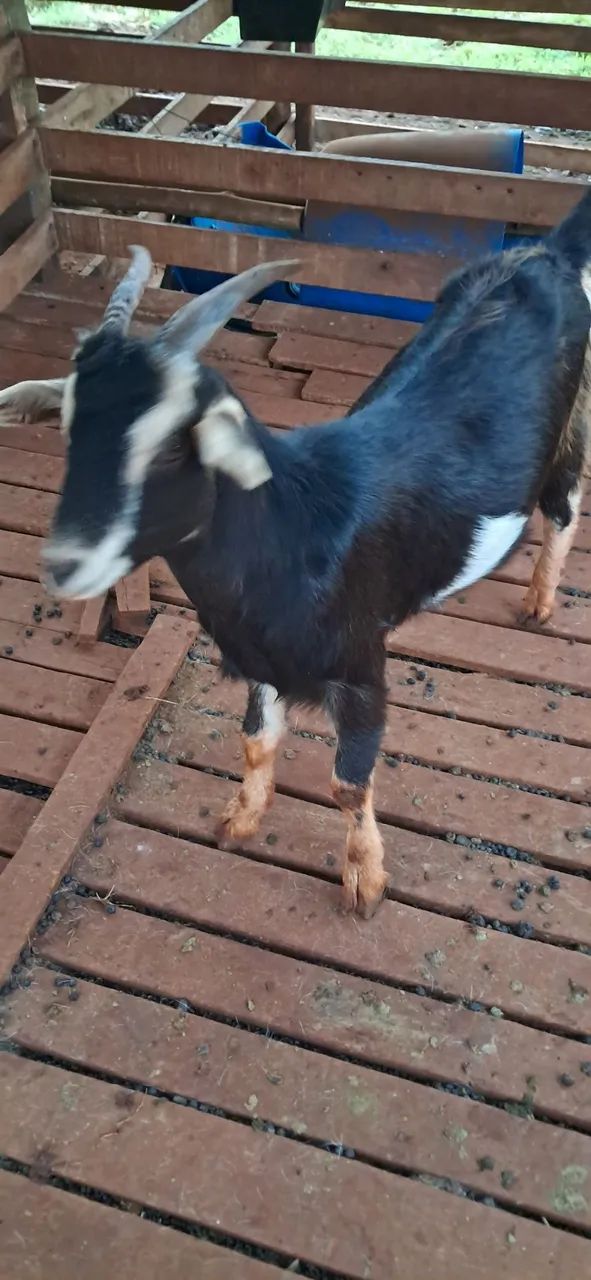 Animais - Foto 2