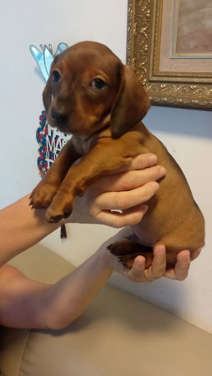 Dachshund pedigree  - Foto 3