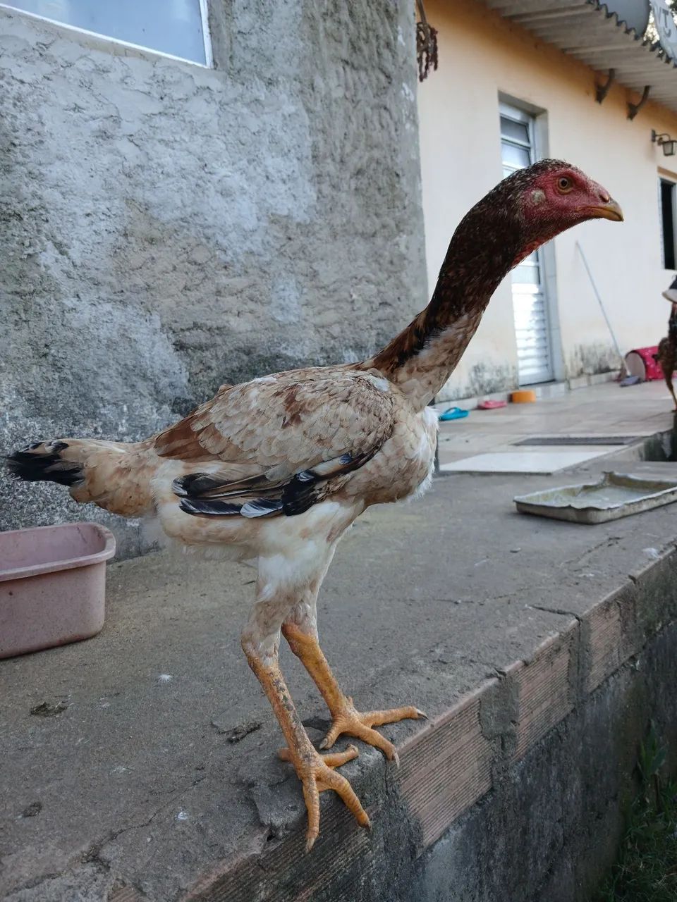 Franguinho indio gigante  - Foto 3