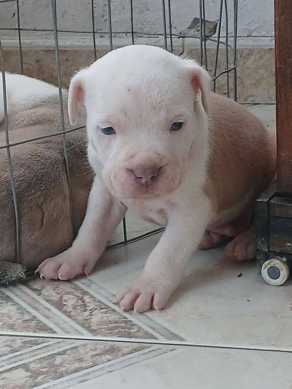 Cachorro  - Foto 2