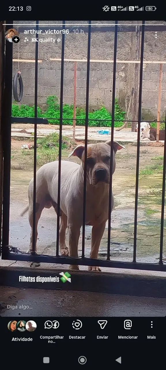 Pit Bull legítimo  - Foto 4