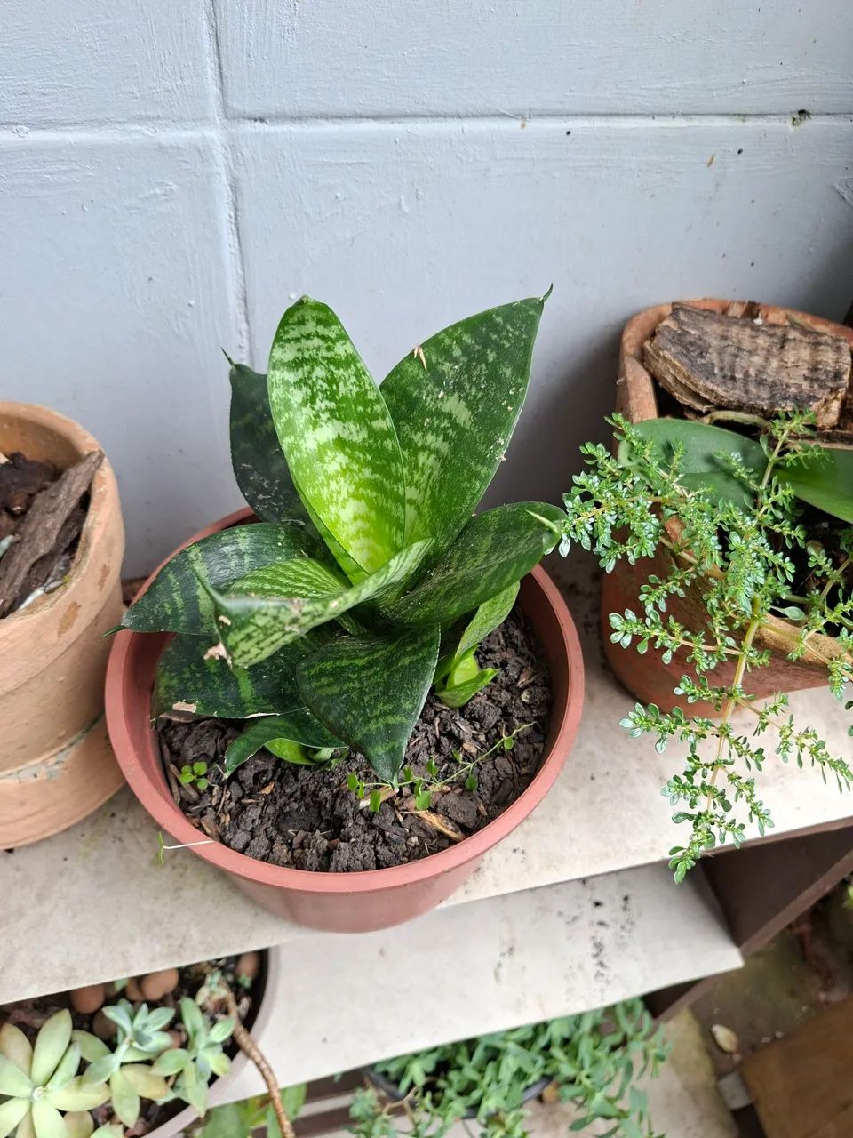 Mini espada são Jorge!