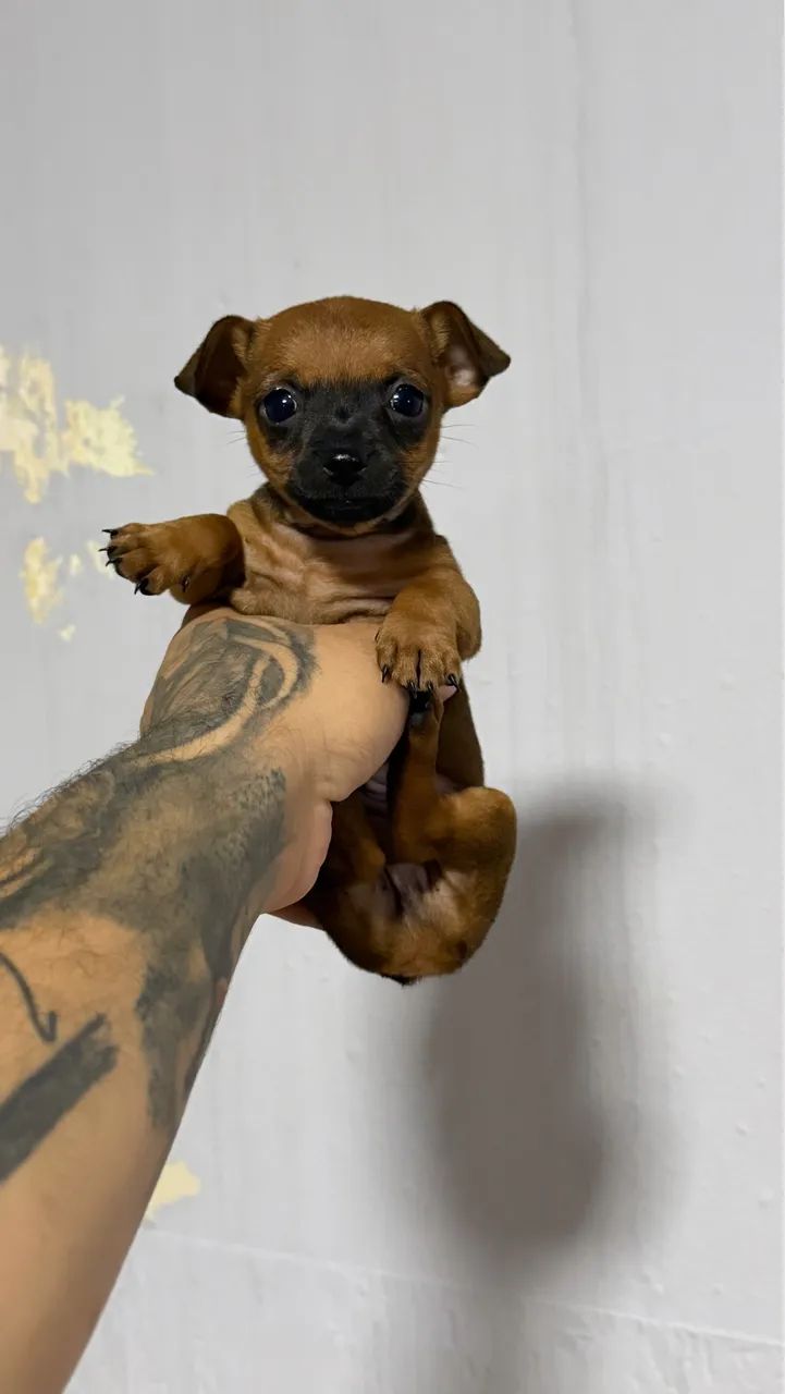 Pinscher machos miniatura  - Foto 4