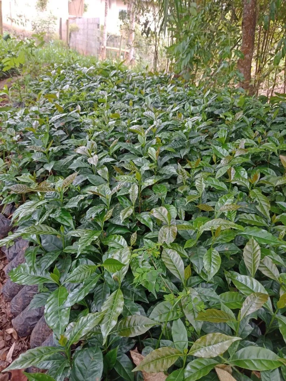 Mudas de Café.