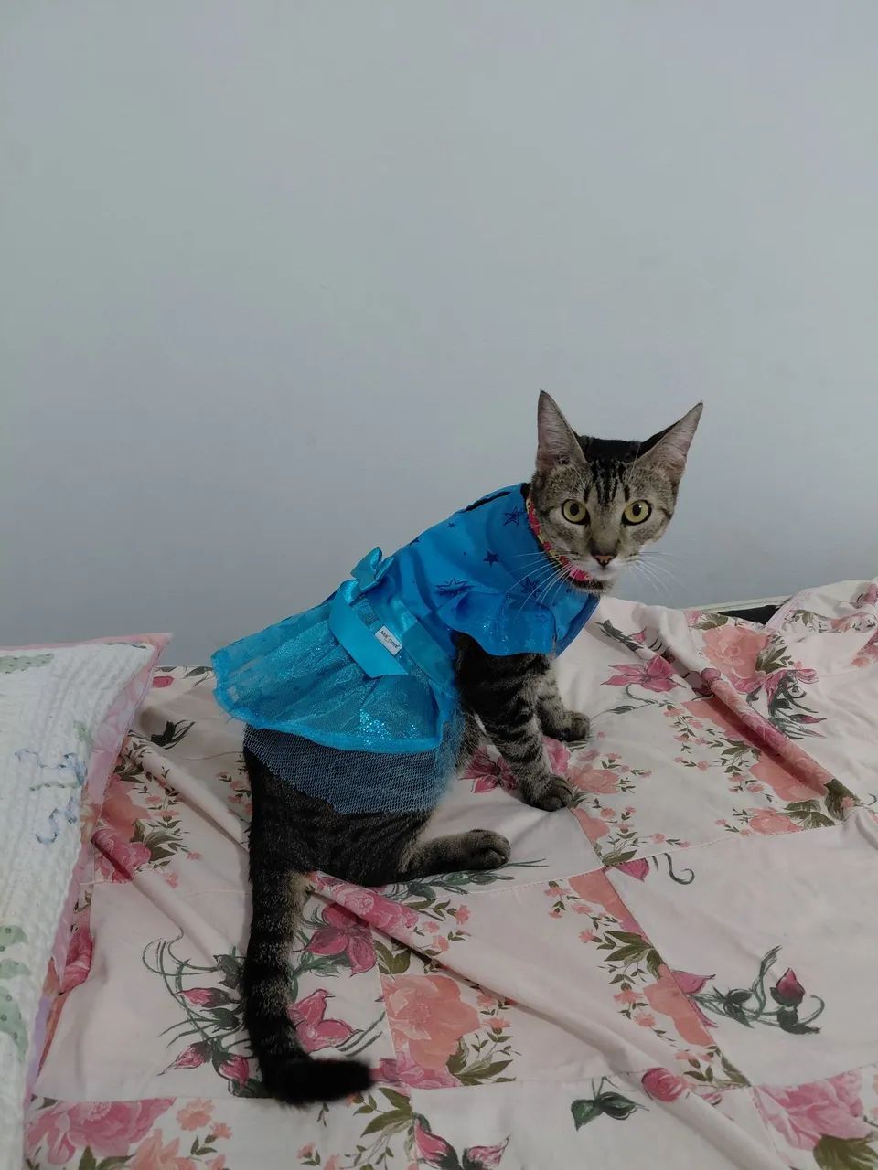 Vestido para gato ou cachorro  - Foto 2