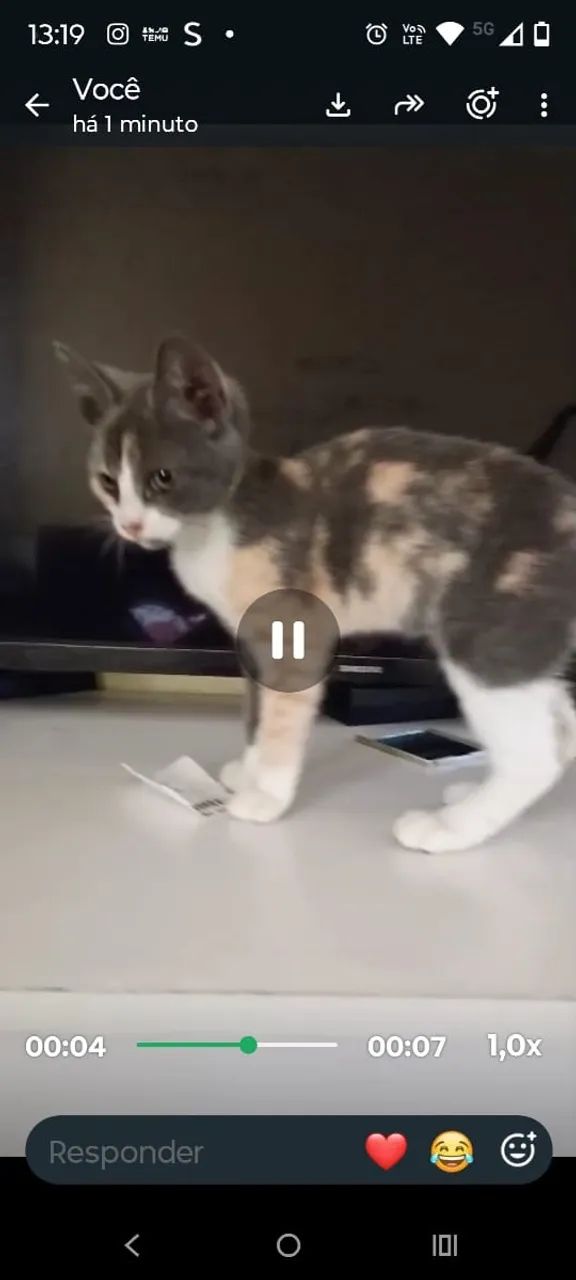 Gatinha para adoção  - Foto 3