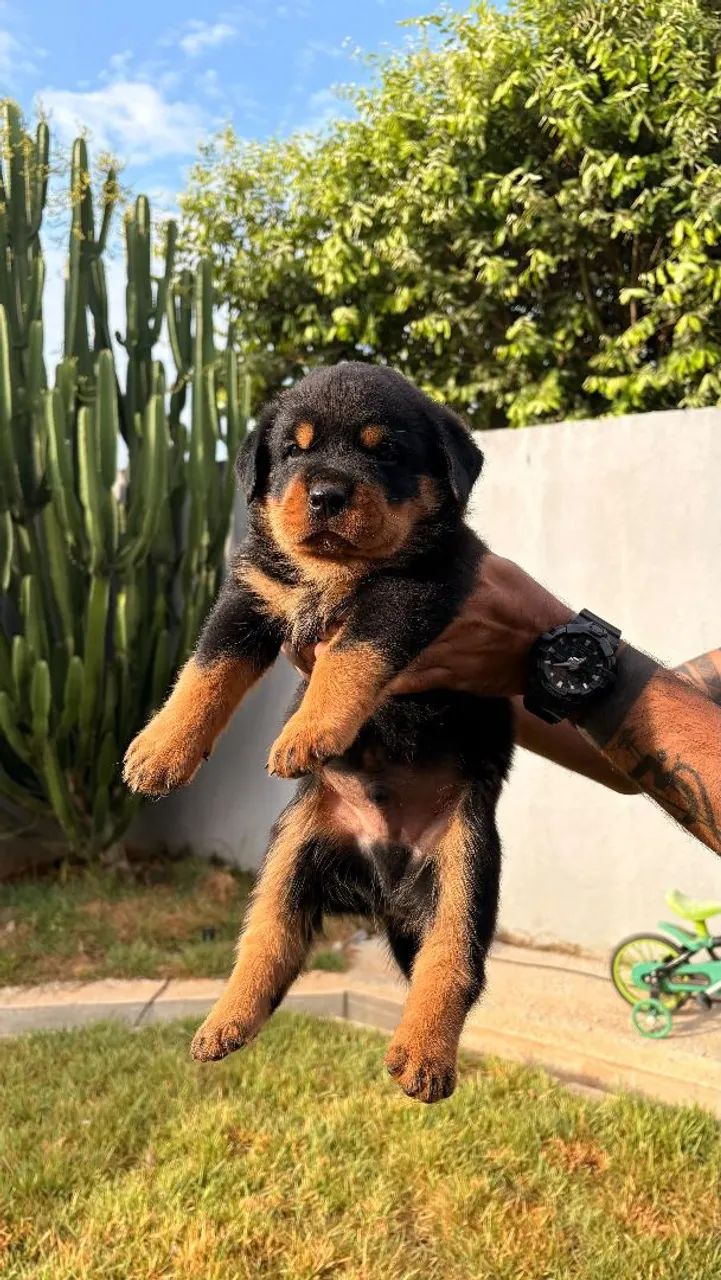 Filhote de Rottweiler  - Foto 4