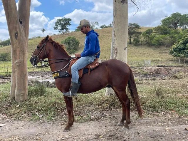 Cavalo Manso, Dócil, Ideal para Lida e Passeio - Foto 2