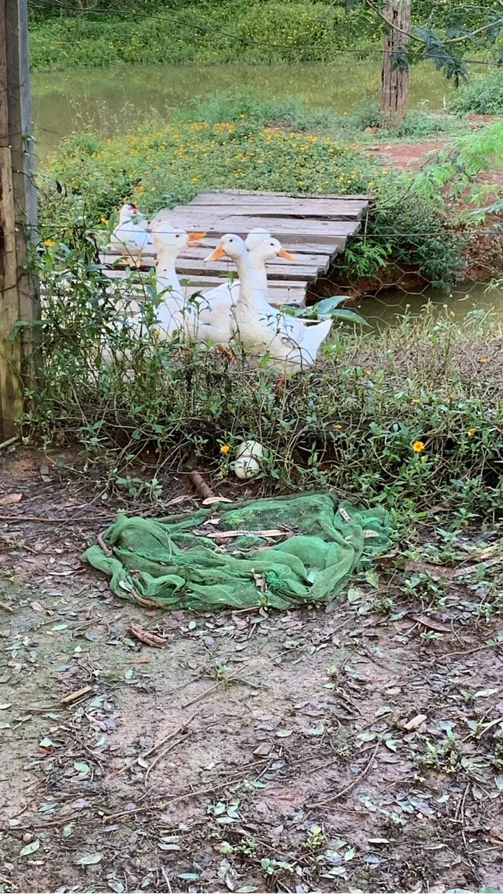 Vende se ou troca se  - Foto 3