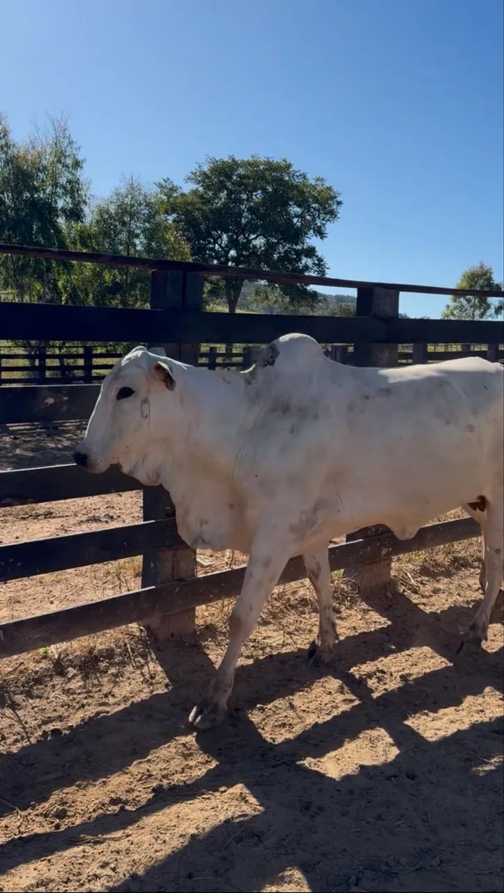 Vacas Nelore  - Foto 4