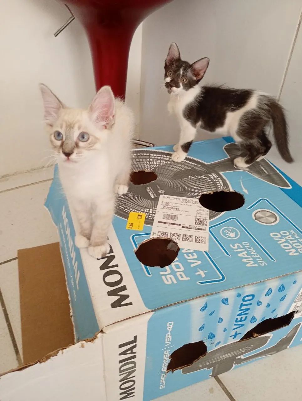 Filhotes de Gato  - Foto 2