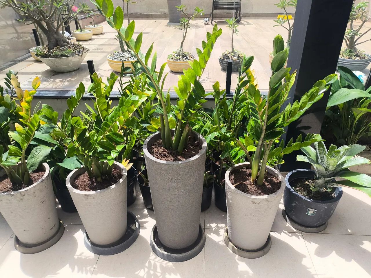 Vende-se muda de zamioculca e lírio da paz - Foto 5