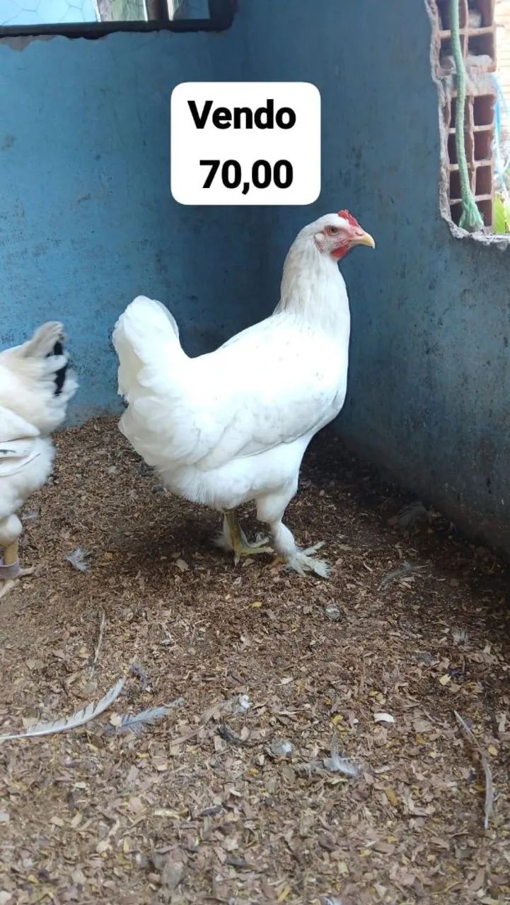 Galinha - Foto 3