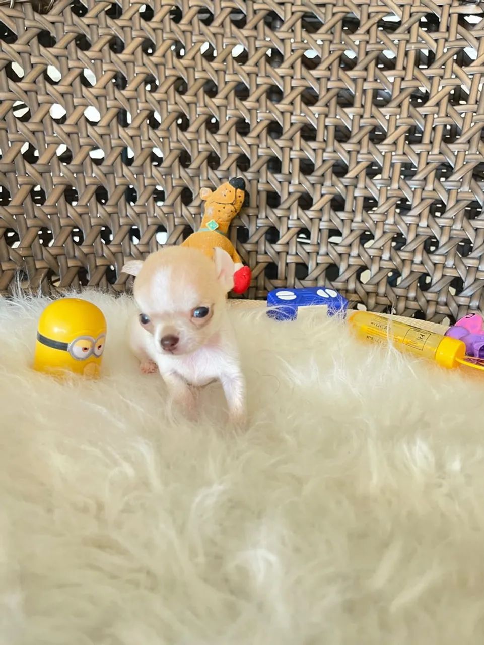 Chihuahua macho micro 