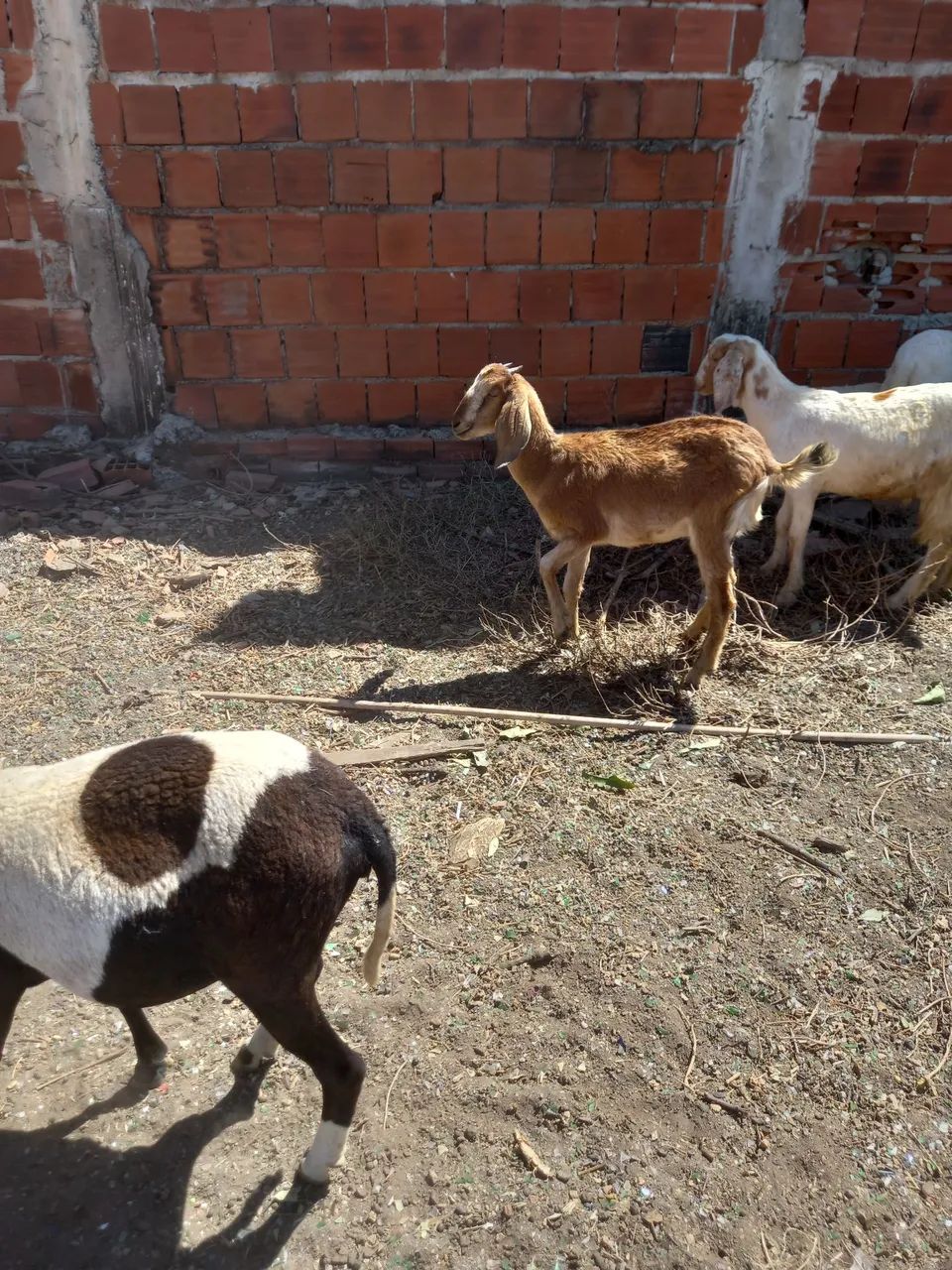 Cabra, Bode, cabrito, cordeiro, ovelha e boregos - Foto 3