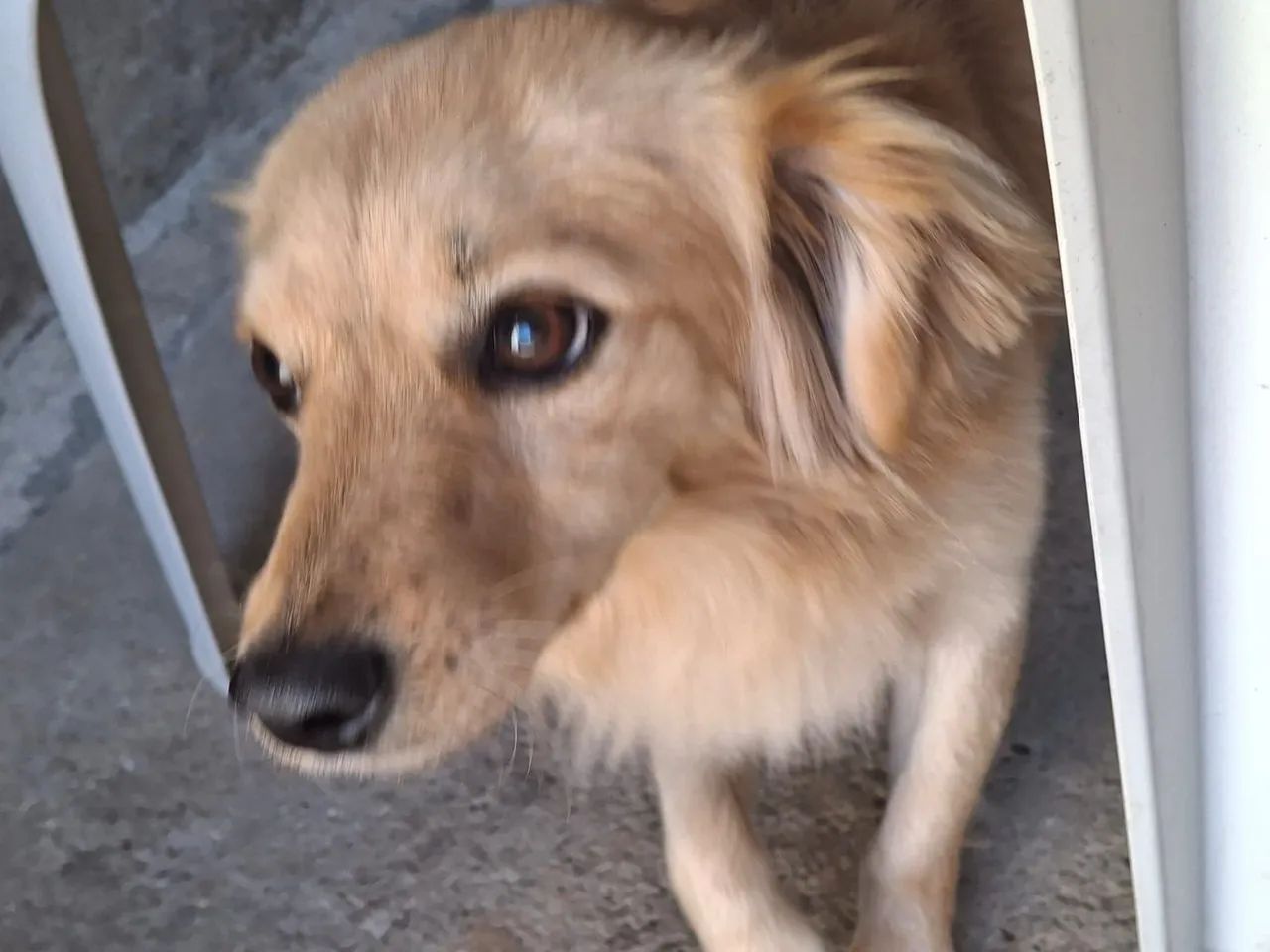 Doação de cachorro macho ?