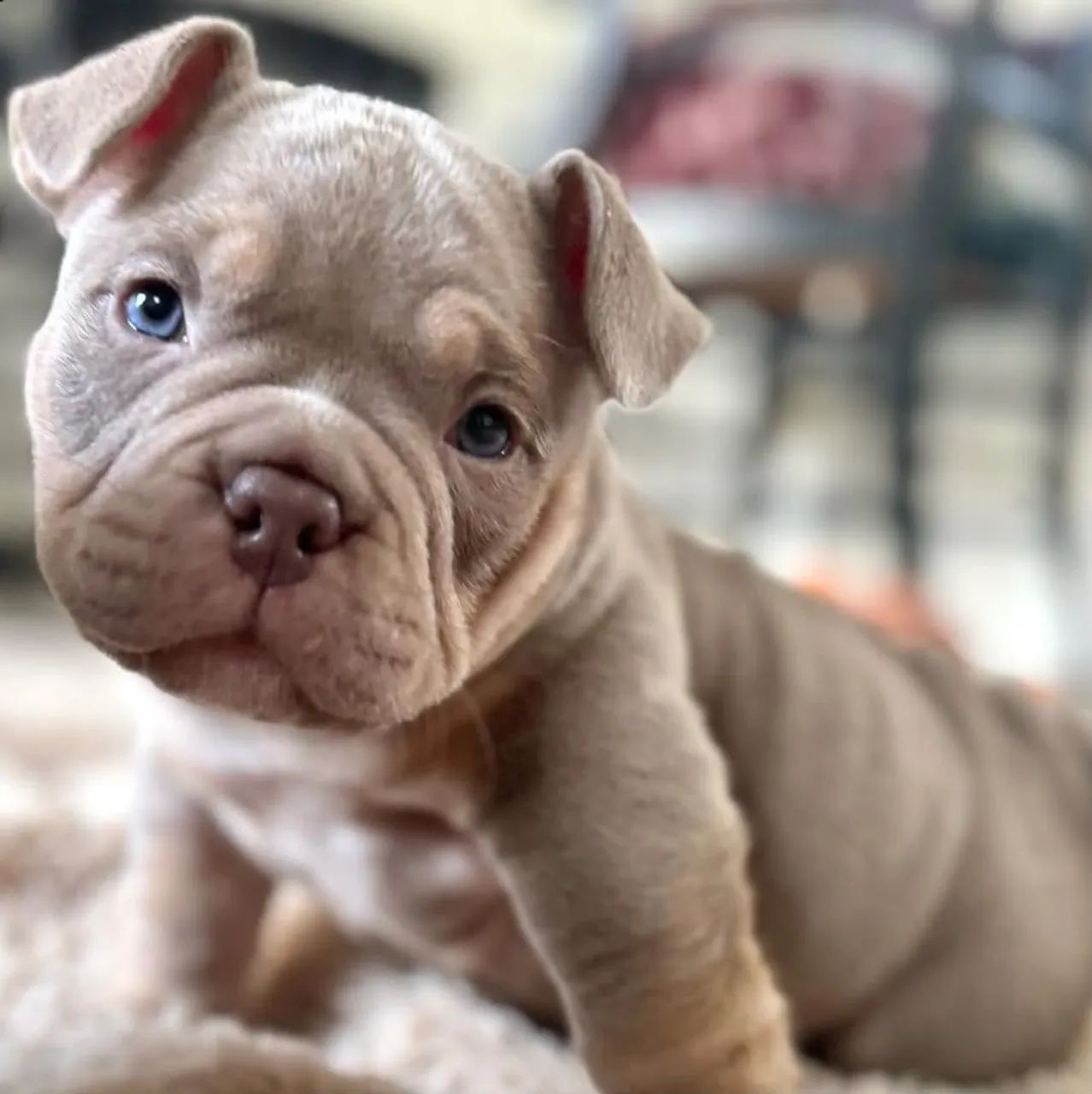 American Bully