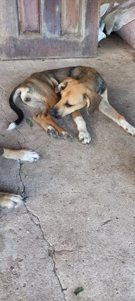 Doação de cachorros  - Foto 2