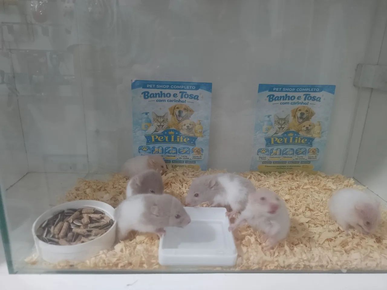 Hamster  - Foto 4