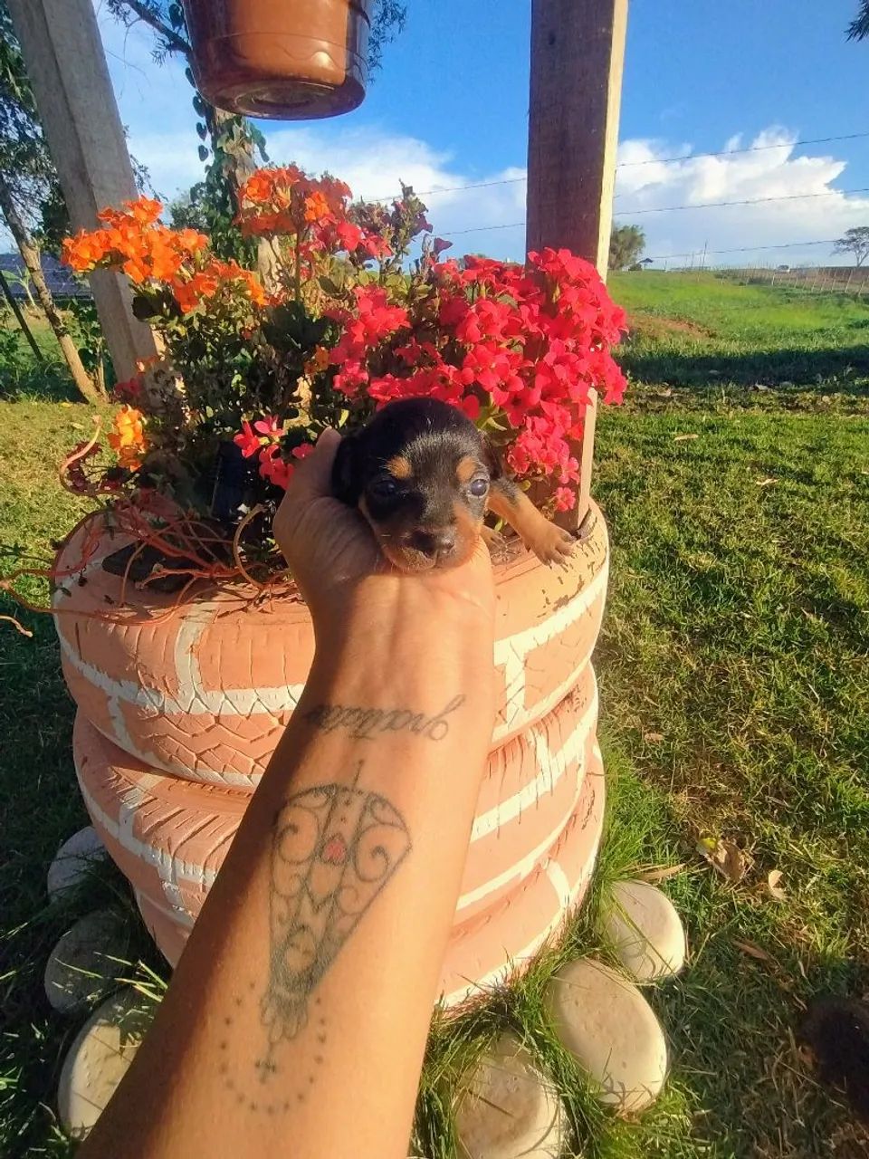 Pinscher  - Foto 5