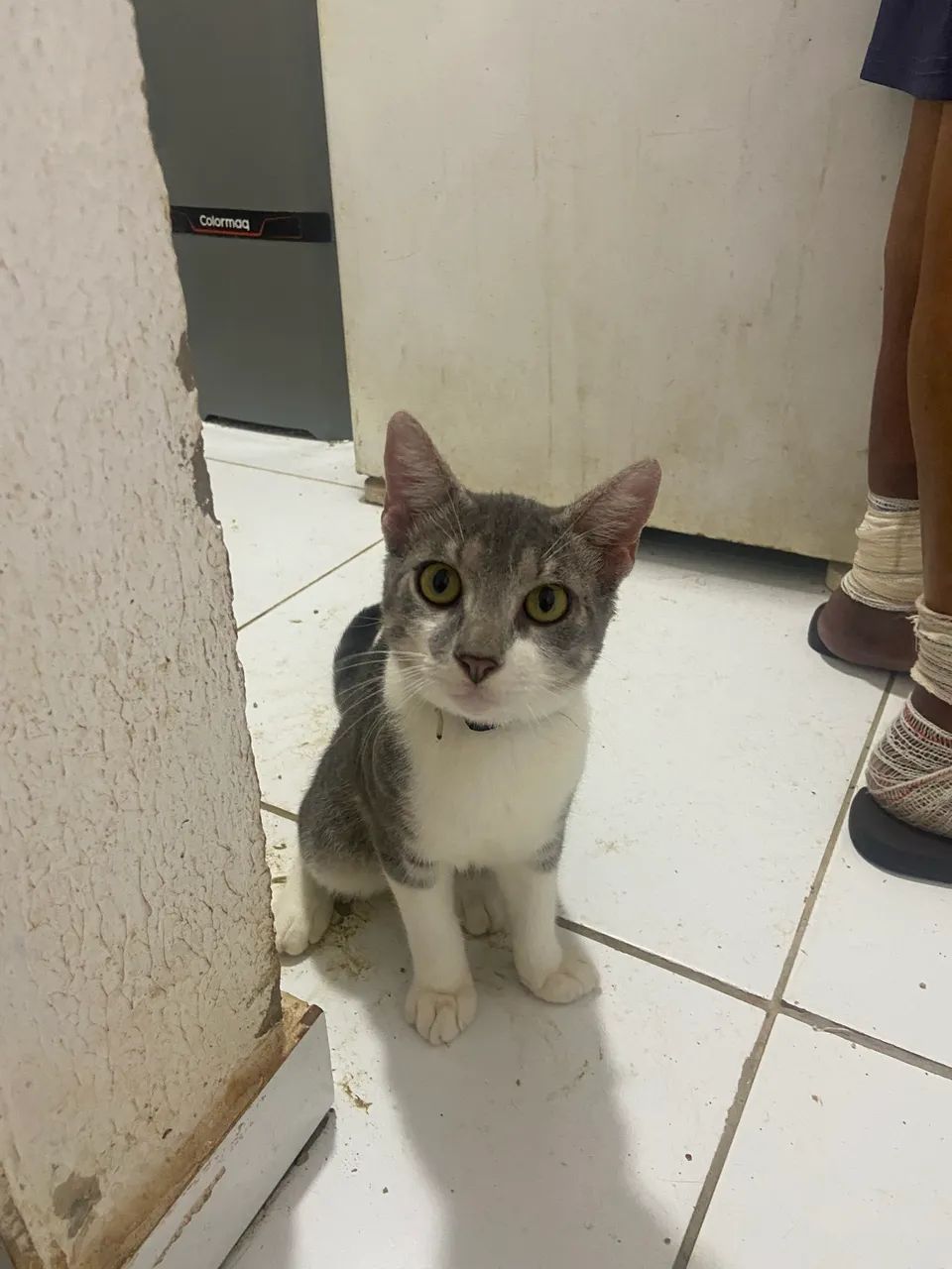 Gato dócil (macho)  - Foto 2
