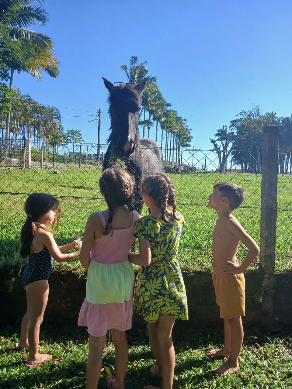 Cavalo. Mistura com quarto de milha. 8 anos  - Foto 2