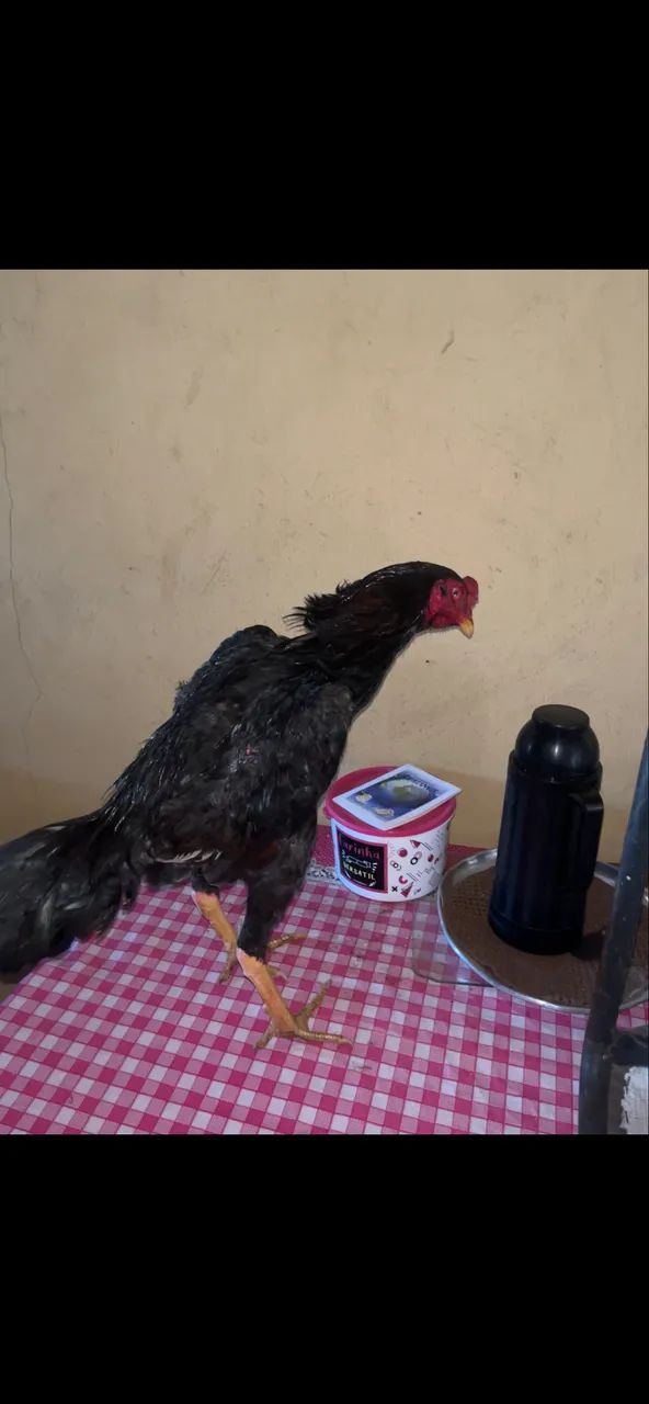 Frango mura  - Foto 5