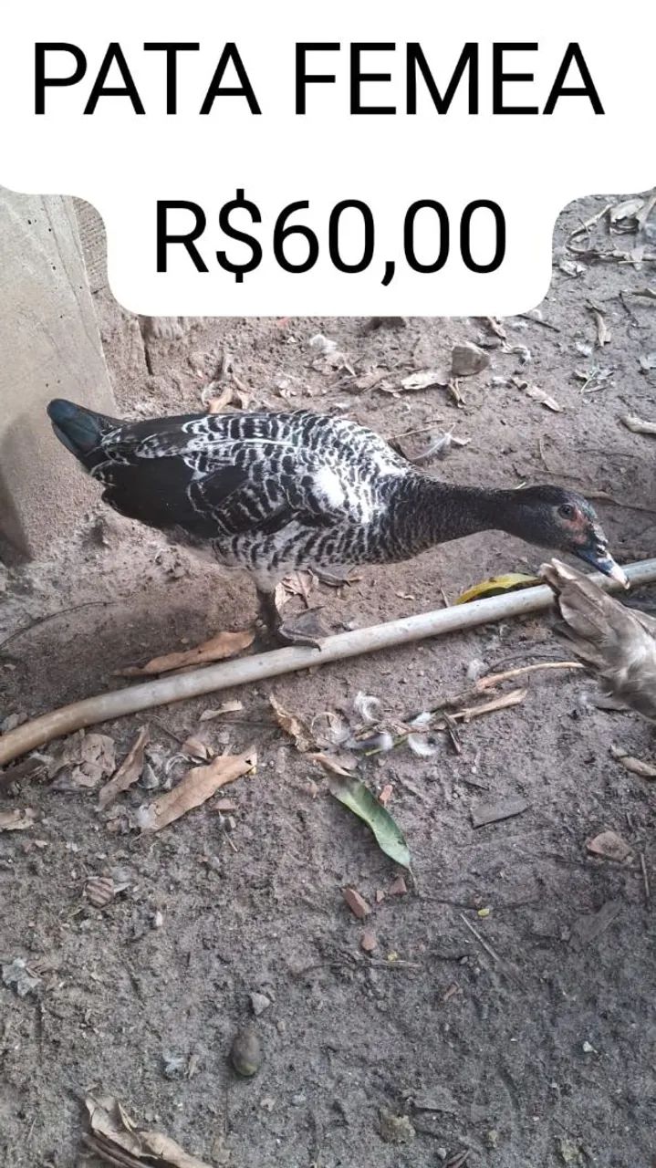 VENDO PATOS MACHO E FÊMEA  - Foto 2