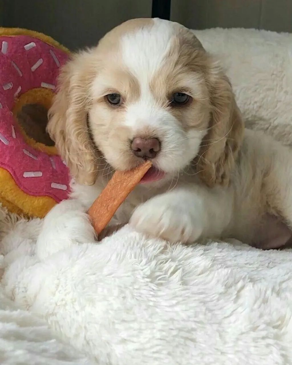 Cocker spaniel saudavel e vacinado 