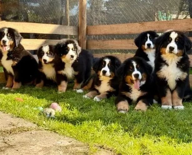 Filhotes de Bernese | Filhotes super dóceis e alegres.