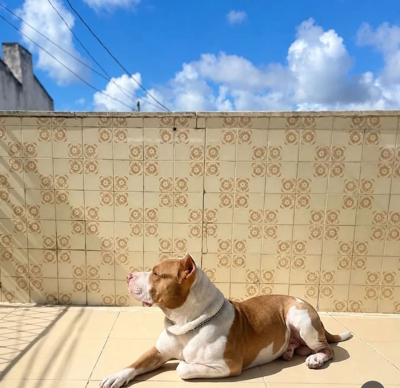 Procuro uma fêmea  - Foto 4