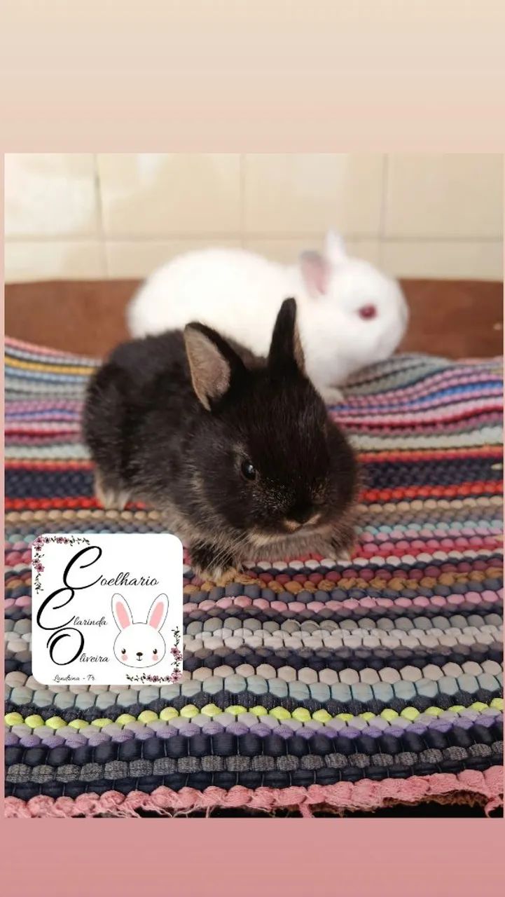 Coelho anão Netherland dwarf  - Foto 3