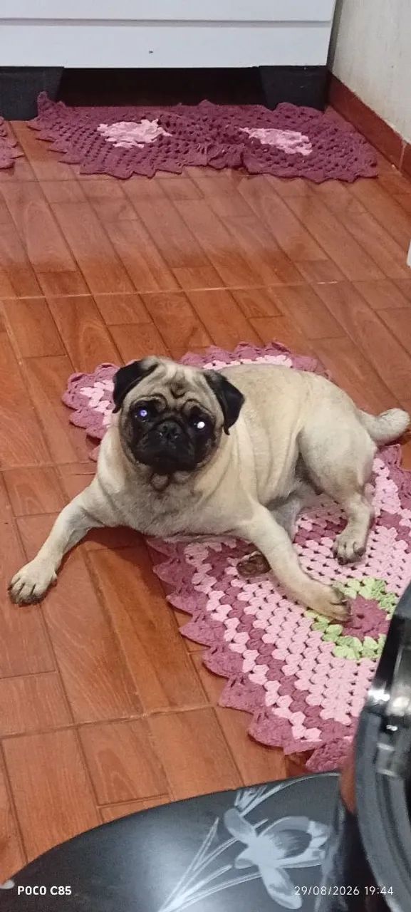 Cachorro  - Foto 2