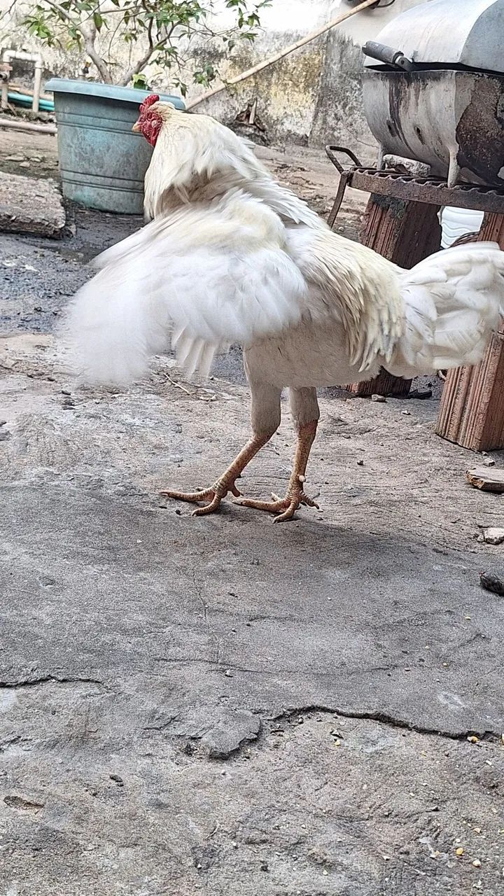 frango   50 reais  - Foto 5