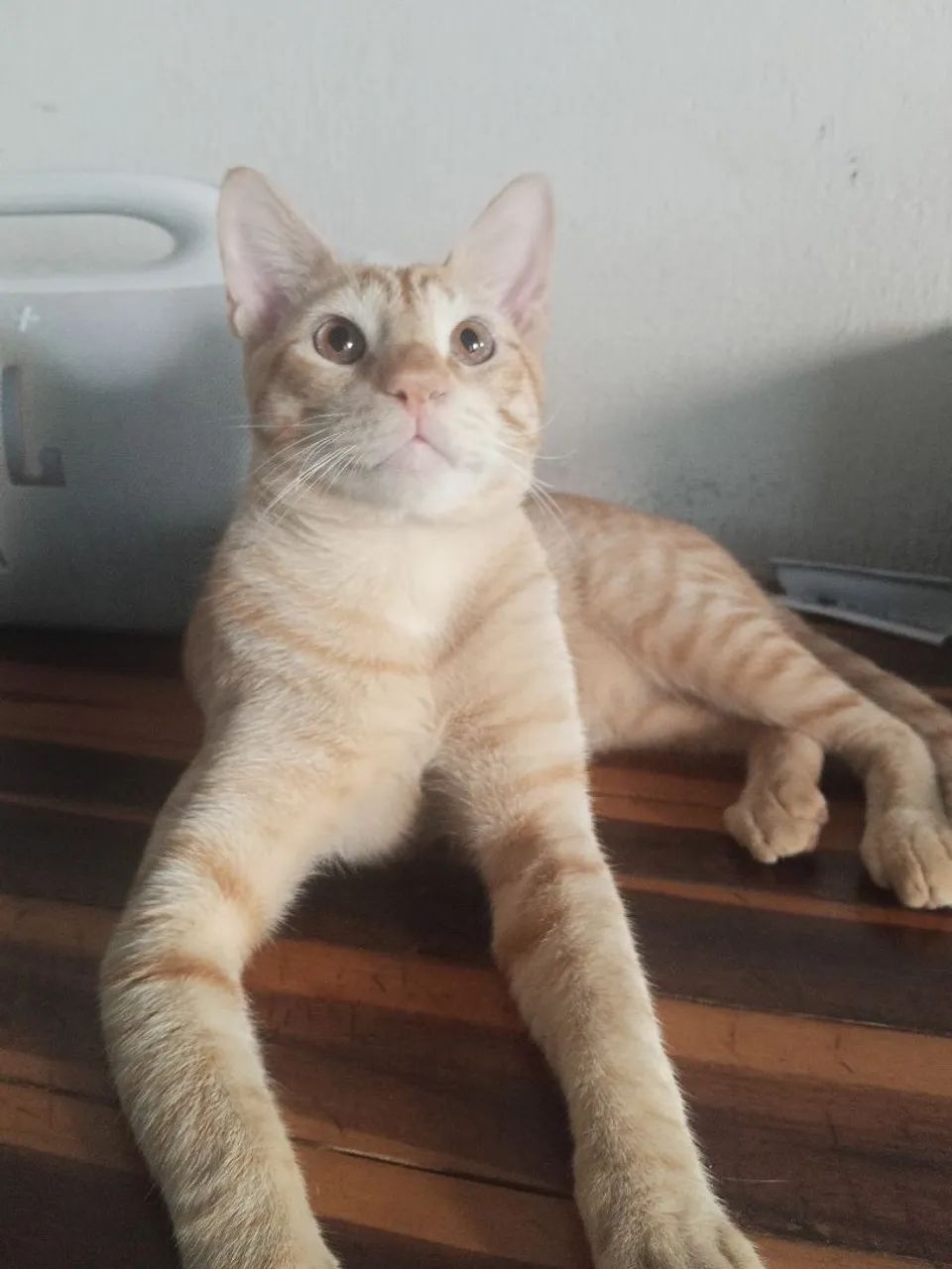 Doação de gato laranja  - Foto 3