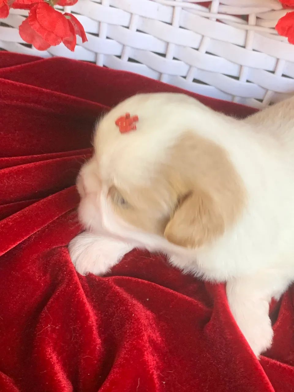 Shihtzu  - Foto 4