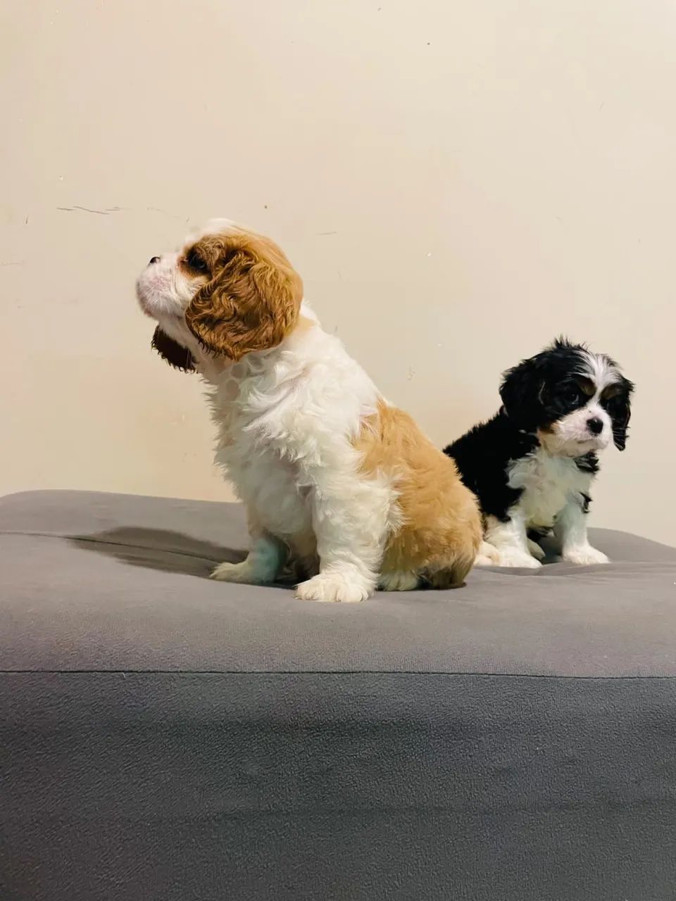 Cavalier fêmea e machinho  - Foto 2