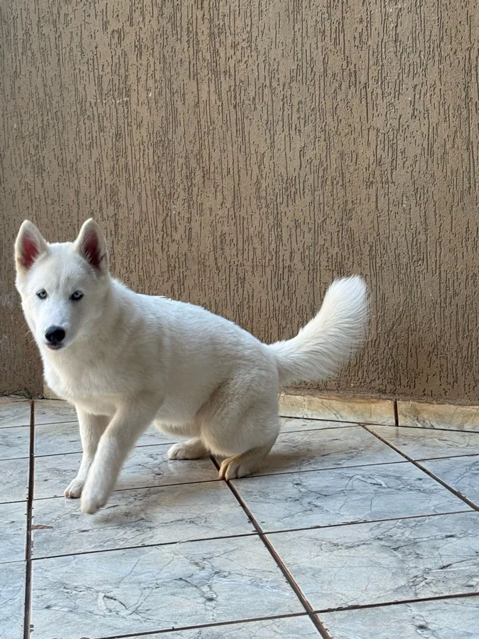 HuskySiberiano - Foto 3