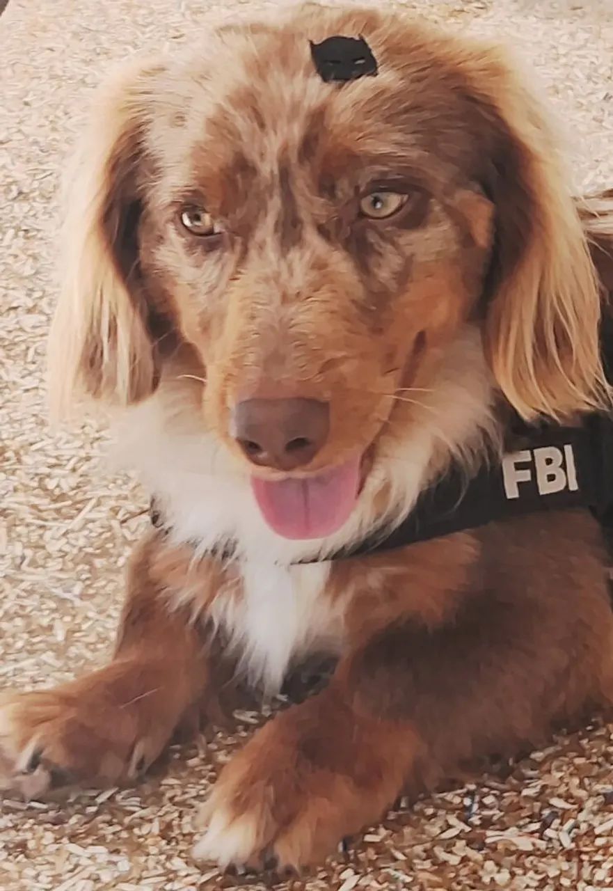 Cobertura Dachshund  - Foto 2