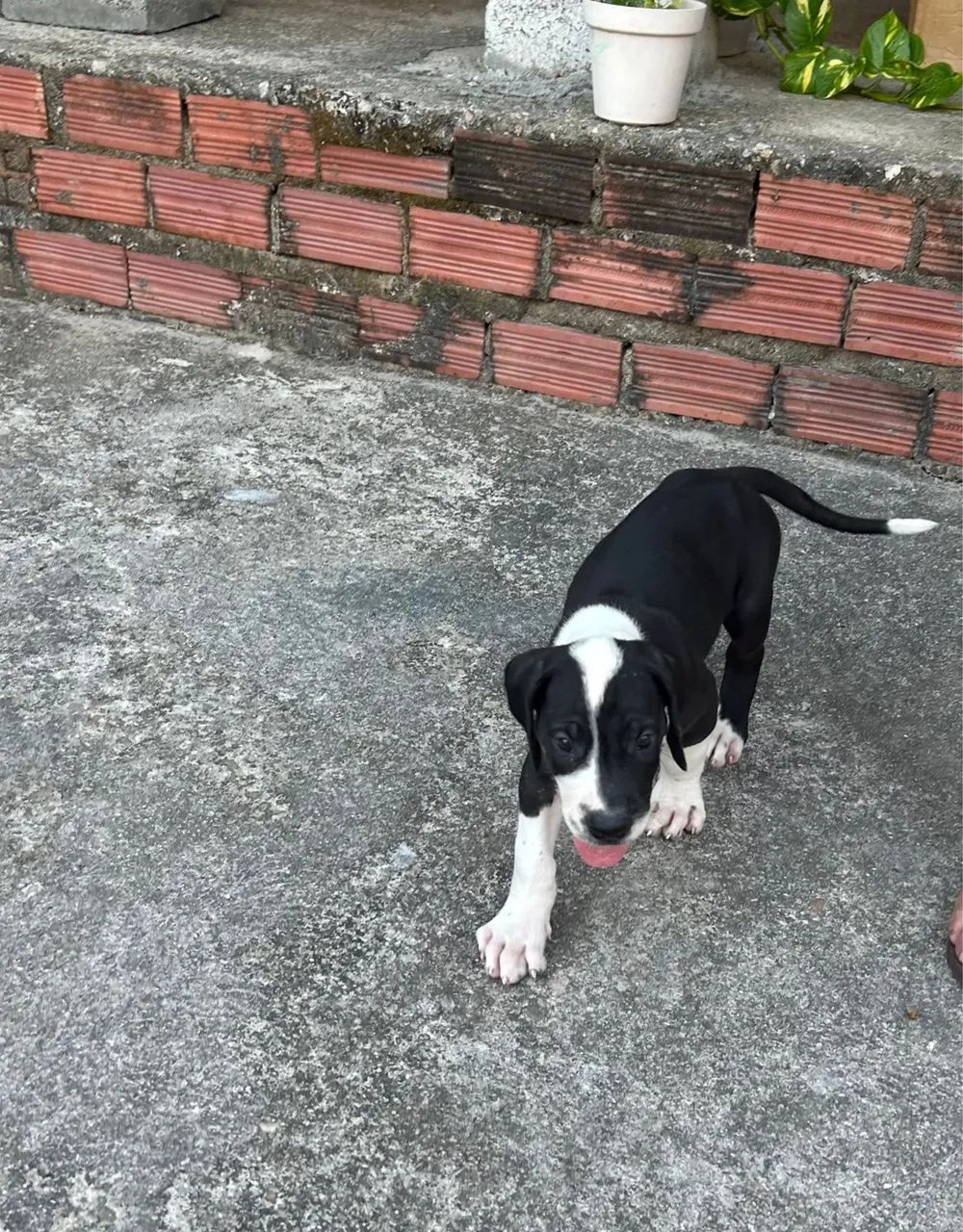 Dogue Alemão  - Foto 3
