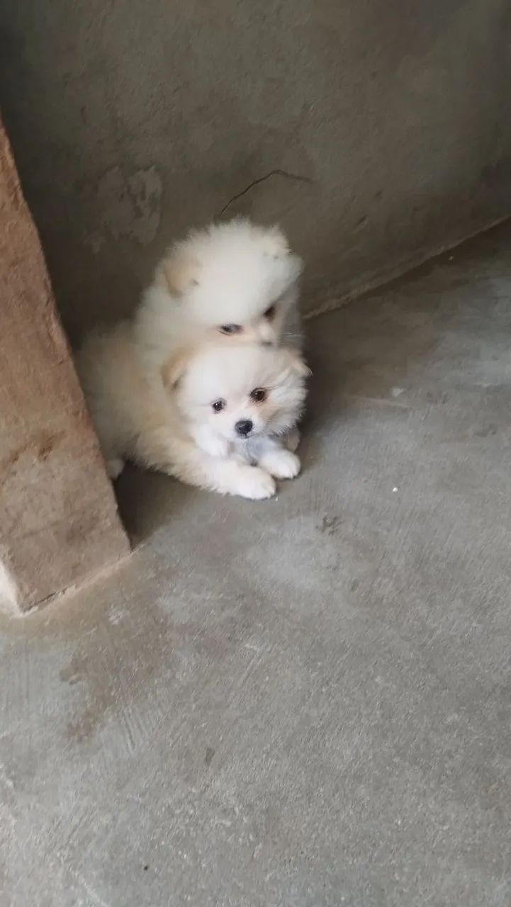 Cachorro Spitz  - Foto 5