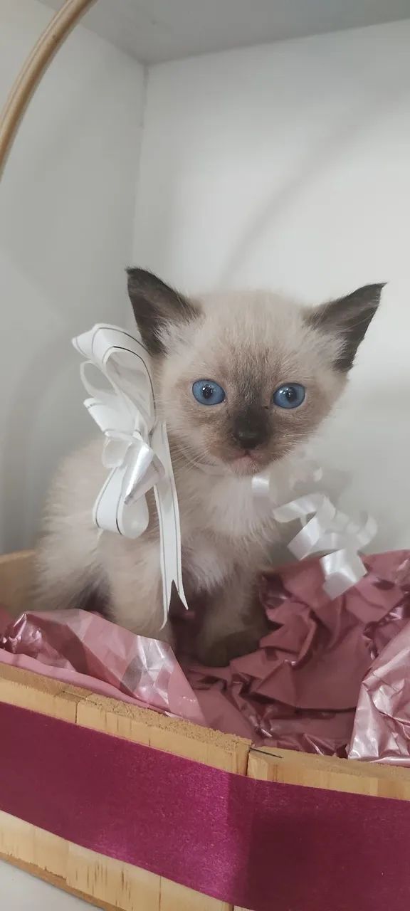 Filhote de gato, siamês, machinho