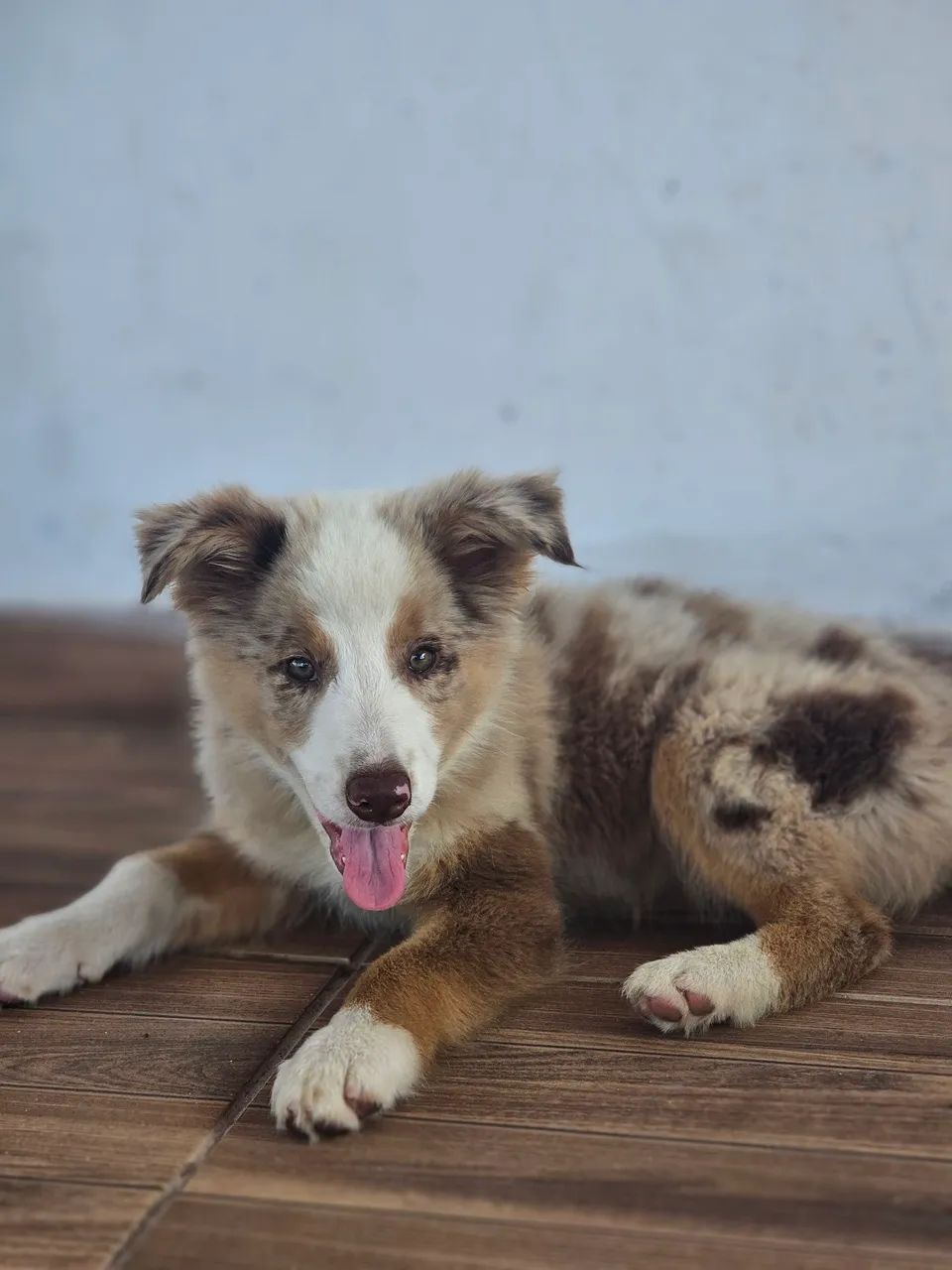 BORDER COLLIE  - Foto 2