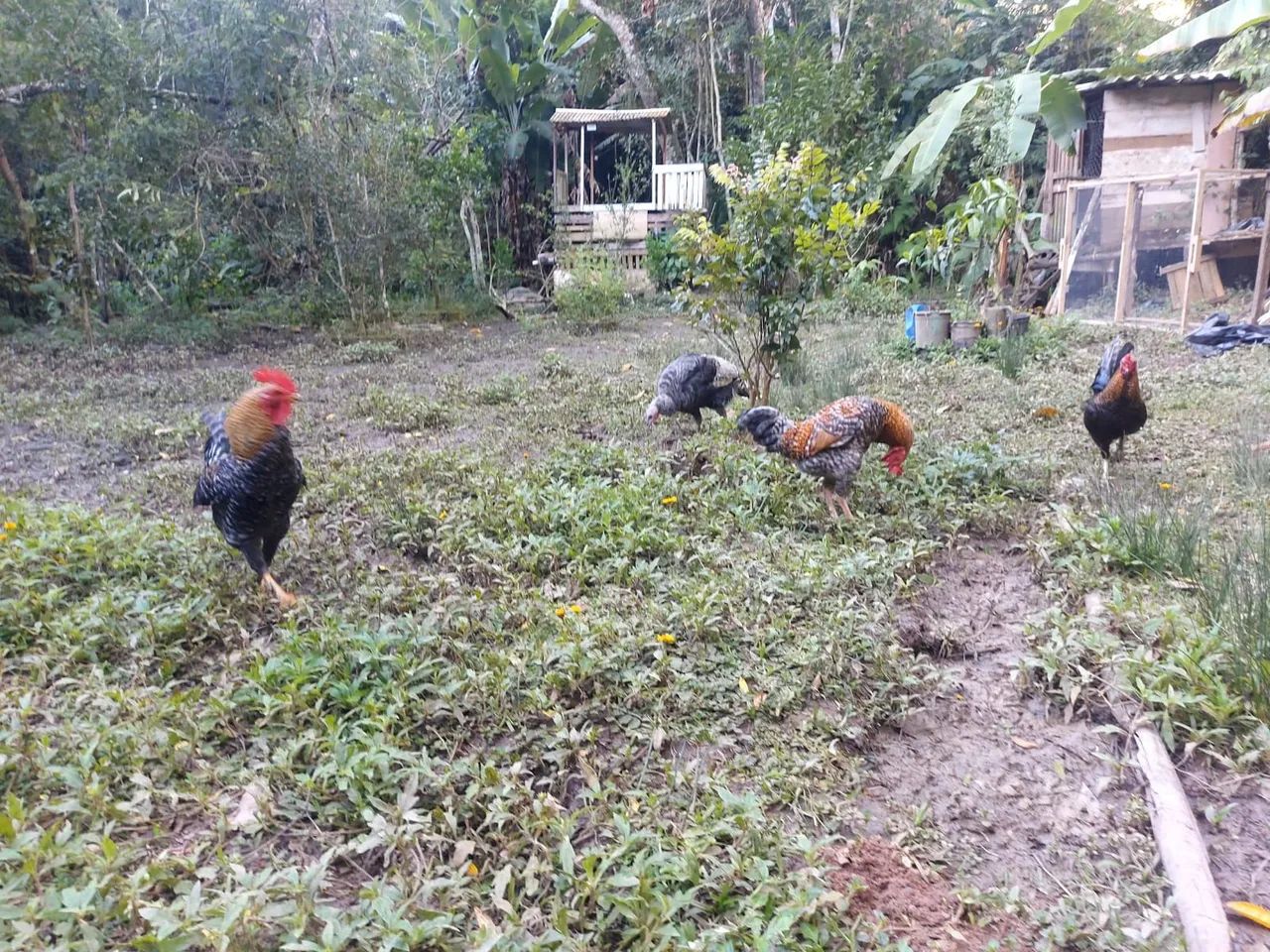 Galo carijo  - Foto 4