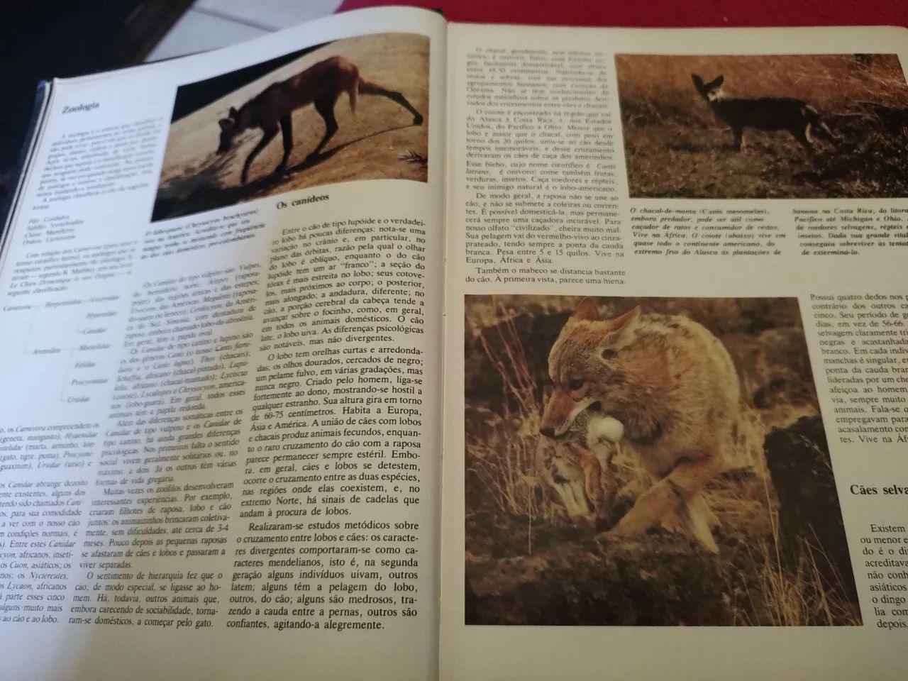 Enciclopédia Rara - Cães  - Foto 4