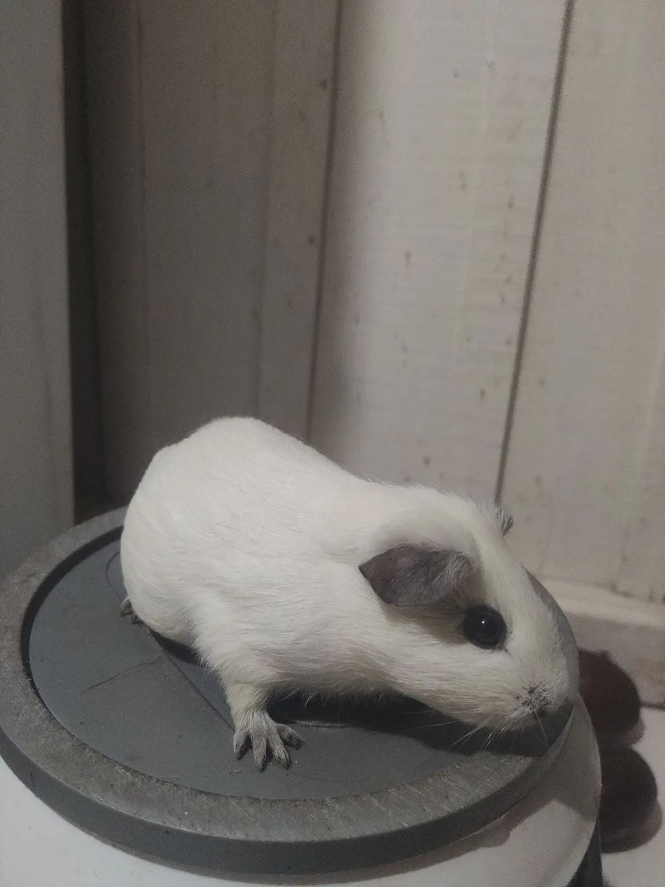 Porquinhos da índia  - Foto 4